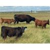Image 3 : Percyview Farms - 580# Steer Calves - 80 Head (Kisbey, SK)