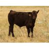 Image 4 : Percyview Farms - 580# Steer Calves - 80 Head (Kisbey, SK)