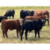 Image 6 : Percyview Farms - 580# Steer Calves - 80 Head (Kisbey, SK)