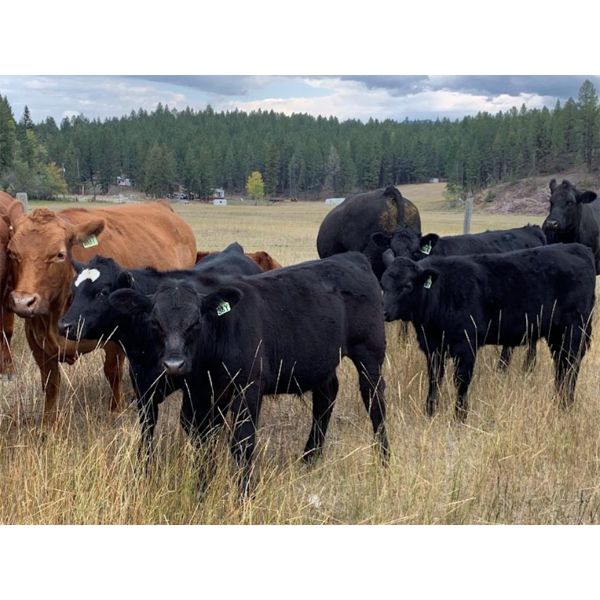 John Zender - 570# Heifer Calves - 60 Head (Invermere, BC)