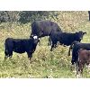 Image 8 : Meyer Cattle Inc. - 640# Weaned Heifers - 95 Head (Lethbridge, AB)