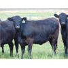 Image 3 : Ray Torkelson - 925# September Grass Heifers - 64 Head (Millicent, AB)