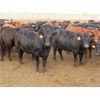 Image 2 : Little Rainbow Ranch - 875# Yearling Heifers - 138 Head (Moosomin, SK)