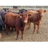 Image 5 : Little Rainbow Ranch - 875# Yearling Heifers - 138 Head (Moosomin, SK)