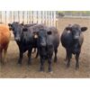 Image 6 : Little Rainbow Ranch - 875# Yearling Heifers - 138 Head (Moosomin, SK)