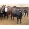 Image 7 : Little Rainbow Ranch - 875# Yearling Heifers - 138 Head (Moosomin, SK)