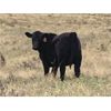 Image 2 : Elk Ridge Farming - 465# Heifer Calves - 60 Head (Nanton, AB)