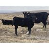 Image 6 : Elk Ridge Farming - 465# Heifer Calves - 60 Head (Nanton, AB)