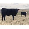 Image 7 : Elk Ridge Farming - 465# Heifer Calves - 60 Head (Nanton, AB)