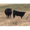 Image 8 : Elk Ridge Farming - 465# Heifer Calves - 60 Head (Nanton, AB)