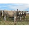 Image 2 : Lazy T Ranch - 1075# October Grass Heifers - 76 Head (Indian Head, SK) VBP+
