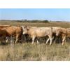 Image 8 : Lazy T Ranch - 1075# October Grass Heifers - 76 Head (Indian Head, SK) VBP+