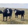 Image 5 : Devon, Gail & Jeremy Boulding - 535# Steer Calves - 105 Head (Big Valley, AB)