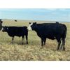 Image 6 : Devon, Gail & Jeremy Boulding - 535# Steer Calves - 105 Head (Big Valley, AB)