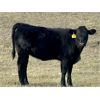 Image 10 : Saddle Ridge & S-S Ranch - 530# Heifer Calves - 110 Head (Strathmore, AB)