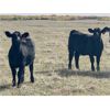 Image 11 : Saddle Ridge & S-S Ranch - 530# Heifer Calves - 110 Head (Strathmore, AB)