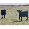 Image 12 : Saddle Ridge & S-S Ranch - 530# Heifer Calves - 110 Head (Strathmore, AB)