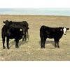 Image 1 : Saddle Ridge & S-S Ranch - 530# Heifer Calves - 110 Head (Strathmore, AB)