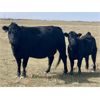Image 4 : Saddle Ridge & S-S Ranch - 530# Heifer Calves - 110 Head (Strathmore, AB)
