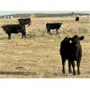 Image 5 : Saddle Ridge & S-S Ranch - 530# Heifer Calves - 110 Head (Strathmore, AB)