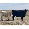 Image 7 : Saddle Ridge & S-S Ranch - 530# Heifer Calves - 110 Head (Strathmore, AB)
