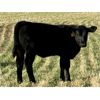 Image 8 : Saddle Ridge & S-S Ranch - 530# Heifer Calves - 110 Head (Strathmore, AB)