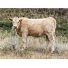 Image 10 : Border View Ranch - 525# Heifer Calves - 75 Head (Coronach, SK)