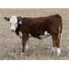 Image 12 : Border View Ranch - 525# Heifer Calves - 75 Head (Coronach, SK)