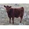 Image 13 : Border View Ranch - 525# Heifer Calves - 75 Head (Coronach, SK)