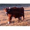 Image 14 : Border View Ranch - 525# Heifer Calves - 75 Head (Coronach, SK)