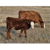 Image 2 : Border View Ranch - 525# Heifer Calves - 75 Head (Coronach, SK)
