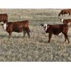 Image 3 : Border View Ranch - 525# Heifer Calves - 75 Head (Coronach, SK)