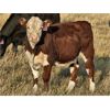 Image 6 : Border View Ranch - 525# Heifer Calves - 75 Head (Coronach, SK)