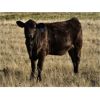 Image 7 : Border View Ranch - 525# Heifer Calves - 75 Head (Coronach, SK)