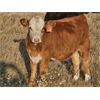 Image 8 : Border View Ranch - 525# Heifer Calves - 75 Head (Coronach, SK)