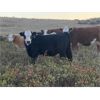 Image 9 : Border View Ranch - 525# Heifer Calves - 75 Head (Coronach, SK)