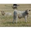 Image 2 : GW Murray Ranches - 660# Steer Calves - 95 Head (Rolling Hills, AB)