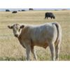 Image 3 : GW Murray Ranches - 660# Steer Calves - 95 Head (Rolling Hills, AB)