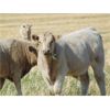 Image 5 : GW Murray Ranches - 660# Steer Calves - 95 Head (Rolling Hills, AB)
