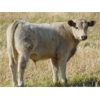 Image 6 : GW Murray Ranches - 660# Steer Calves - 95 Head (Rolling Hills, AB)