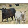 Image 2 : GW Murray Ranches - 550# Heifer Calves - 107 Head (Rolling Hills, AB)