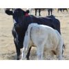 Image 2 : GW Murray Ranches - 520# Steer Calves - 110 Head (Tompkins, SK)