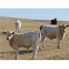 Image 3 : GW Murray Ranches - 520# Steer Calves - 110 Head (Tompkins, SK)