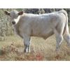 Image 5 : GW Murray Ranches - 520# Steer Calves - 110 Head (Tompkins, SK)