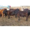 Image 3 : Two Point Cattle - 500# October Grass Steers - 110 Head (Dilke, SK)