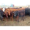 Image 5 : Two Point Cattle - 500# October Grass Steers - 110 Head (Dilke, SK)