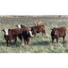 Image 10 : Lazy T Ranch - 1050# January Yearling Heifers - 500 Head (Indian Head, SK) VBP+