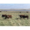Image 3 : Lazy T Ranch - 1050# January Yearling Heifers - 500 Head (Indian Head, SK) VBP+