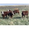 Image 4 : Lazy T Ranch - 1050# January Yearling Heifers - 500 Head (Indian Head, SK) VBP+