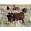 Image 6 : Lazy T Ranch - 1050# January Yearling Heifers - 500 Head (Indian Head, SK) VBP+